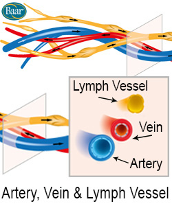 LymphoCare Vein, Artery and Lymph Vessel Depiction
